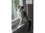 Adopt Bluey a Tabby