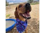 Adopt Cedar a Coonhound