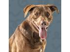 Adopt Zeus a Labrador Retriever