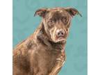 Adopt Smokey a Labrador Retriever