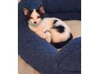 Adopt Chaplin a Domestic Short Hair