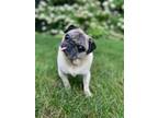 Adopt Eli a Pug