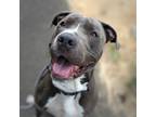 Adopt Dyaus (mcas) a Pit Bull Terrier