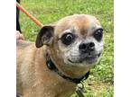 Adopt Bailey a Pug, Beagle