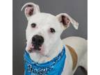 Adopt Rye a Pit Bull Terrier