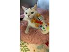 Adopt Clark a Domestic Short Hair