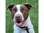 Adopt Cooper a English Pointer, Pit Bull Terrier