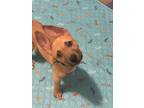 Adopt Jefferson~ a Terrier