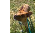 Adopt IceMan a Mixed Breed