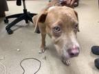 Adopt Bug a Mixed Breed