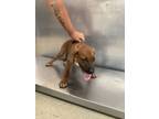 Adopt Gordo a Bloodhound, Mixed Breed