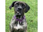 Adopt Turner a Mastiff, Mixed Breed