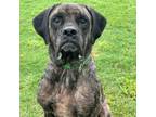 Adopt Hooch a Mastiff, Plott Hound