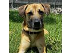 Adopt Chance a Black Mouth Cur, Mixed Breed