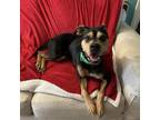 Adopt Jack Sparrow a Rottweiler