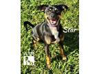 Adopt Star a Miniature Pinscher