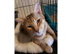 Adopt Barabbas a Tabby