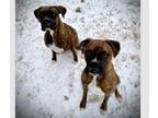 Adopt Rocky XI a Boxer