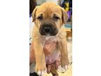 Adopt Mtn. Dew a Boxer, Mixed Breed