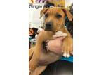 Adopt Ginger Ale a Boxer, Mixed Breed