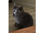 Adopt Nico a Domestic Short Hair, Russian Blue