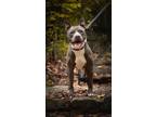 Adopt Harold a Pit Bull Terrier