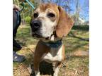 Adopt O'Hill a Beagle