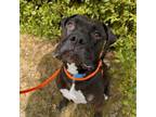 Adopt Rocky a Mixed Breed