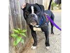 Adopt Cassian *FREE ADOPTION FEE* a Boxer, Mixed Breed