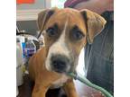 Adopt Midas a Hound, Boxer