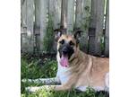 Adopt Tank a German Shepherd Dog