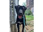 Adopt Hank a Labrador Retriever, Mixed Breed