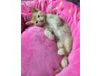 Adopt Atlas a Tabby