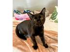 Adopt Toothless a Bombay, Domestic Short Hair