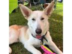 Adopt Dwayne a German Shepherd Dog, Husky