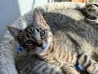Adopt COUGAR - Top Gun kittens - Male a Tabby, Domestic Short Hair