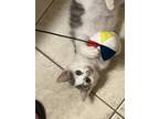 Adopt JOEY (W Foster) a Domestic Short Hair