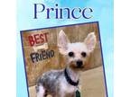 Adopt Prince (Dallas) a Yorkshire Terrier