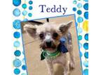 Adopt Teddy (Dallas) a Yorkshire Terrier
