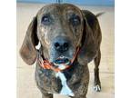 Adopt Rosco a Plott Hound