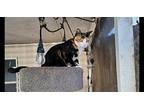 Pumpkin Domestic Shorthair Young Female