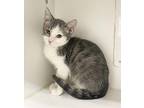 Cobbs Domestic Shorthair Kitten Male