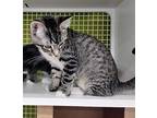 Morgan Domestic Shorthair Kitten Female