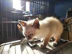Brooke Siamese Kitten Female