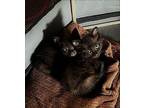 Cyclone Domestic Shorthair Kitten Male