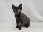 RUNECLAW Domestic Mediumhair Kitten Female