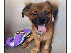 Gumball Brussels Griffon Male