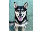 Adopt Charlie a German Shepherd Dog, Mixed Breed