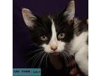 Tyson Domestic Shorthair Kitten Male