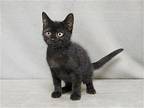ECLIPSE Domestic Mediumhair Kitten Male